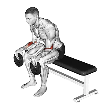 How To Grow Your Forearms Weighted Seated Supination