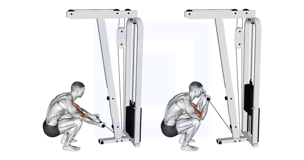 Cable Reverse Curl: Forearm and Brachialis Builder