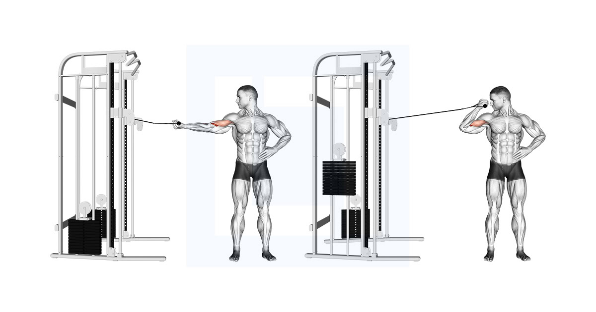 Cable One Arm Inner Biceps Curl