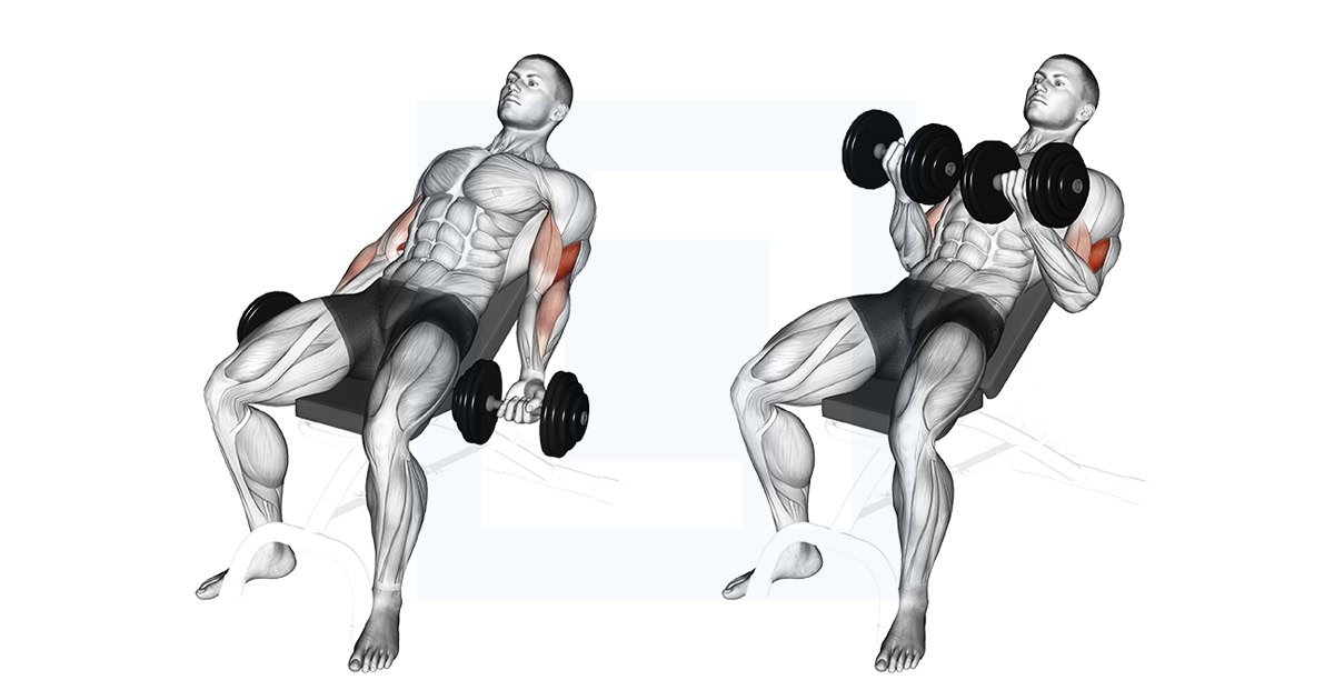 Dumbbell Incline Curl II