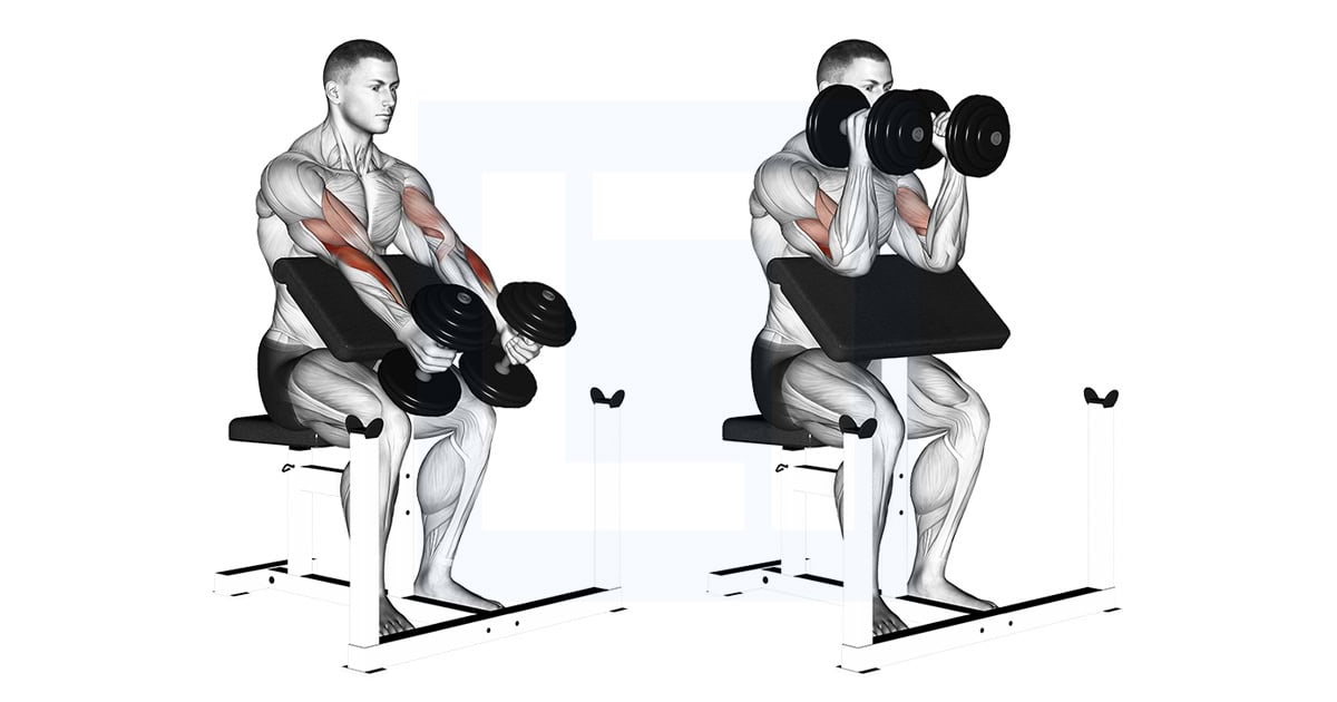 Dumbbell Preacher Hammer Curl