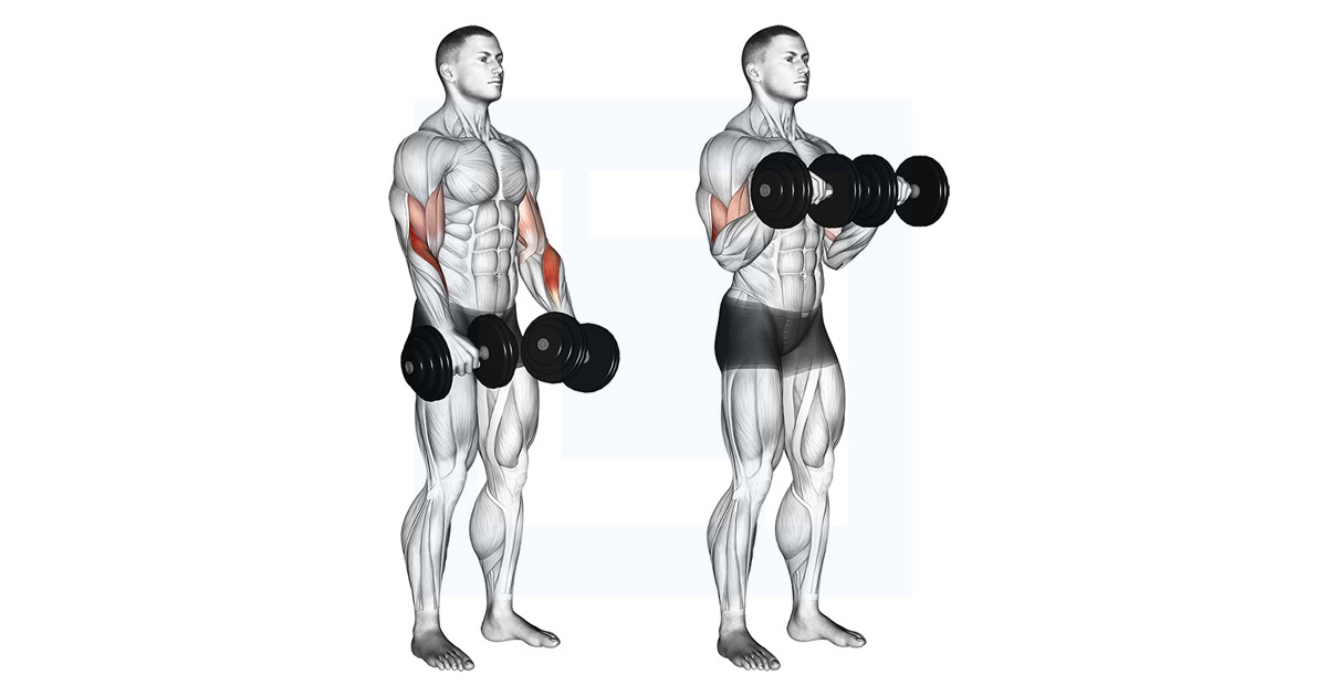 Dumbbell Reverse Grip Biceps Curl