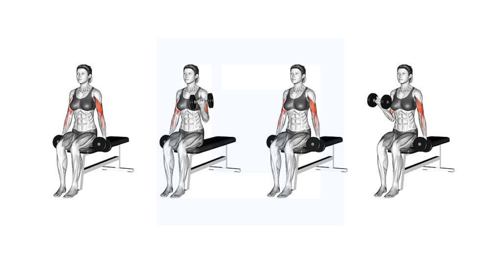 Dumbbell Seated Alternate Biceps Curl