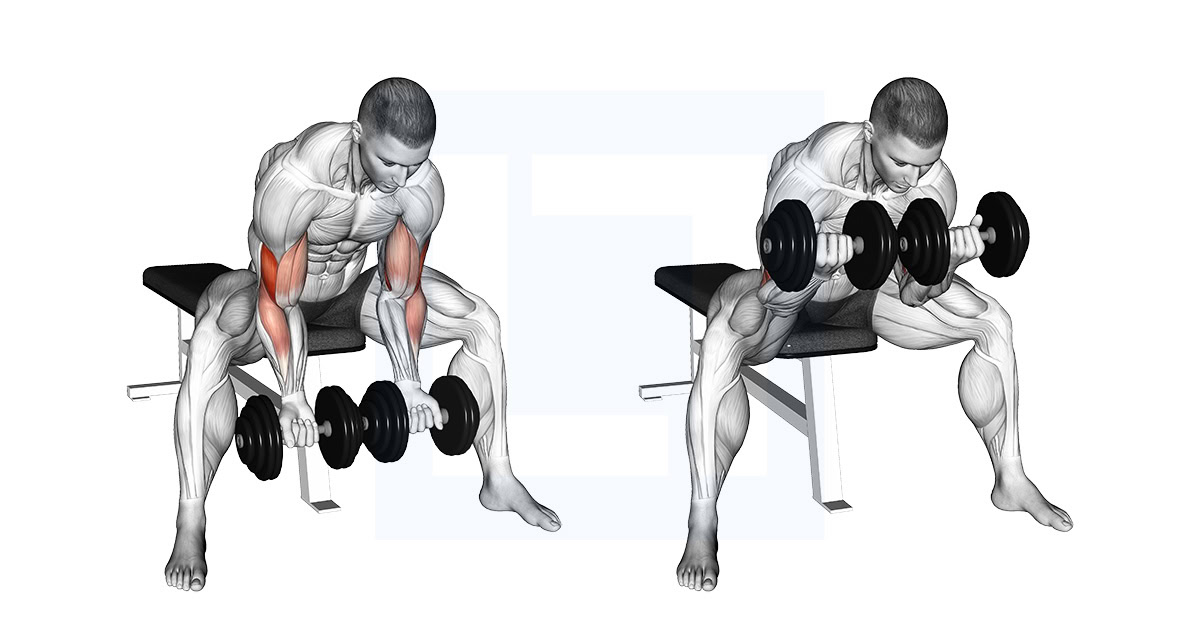 Dumbbell Seated Double Concentration Curl