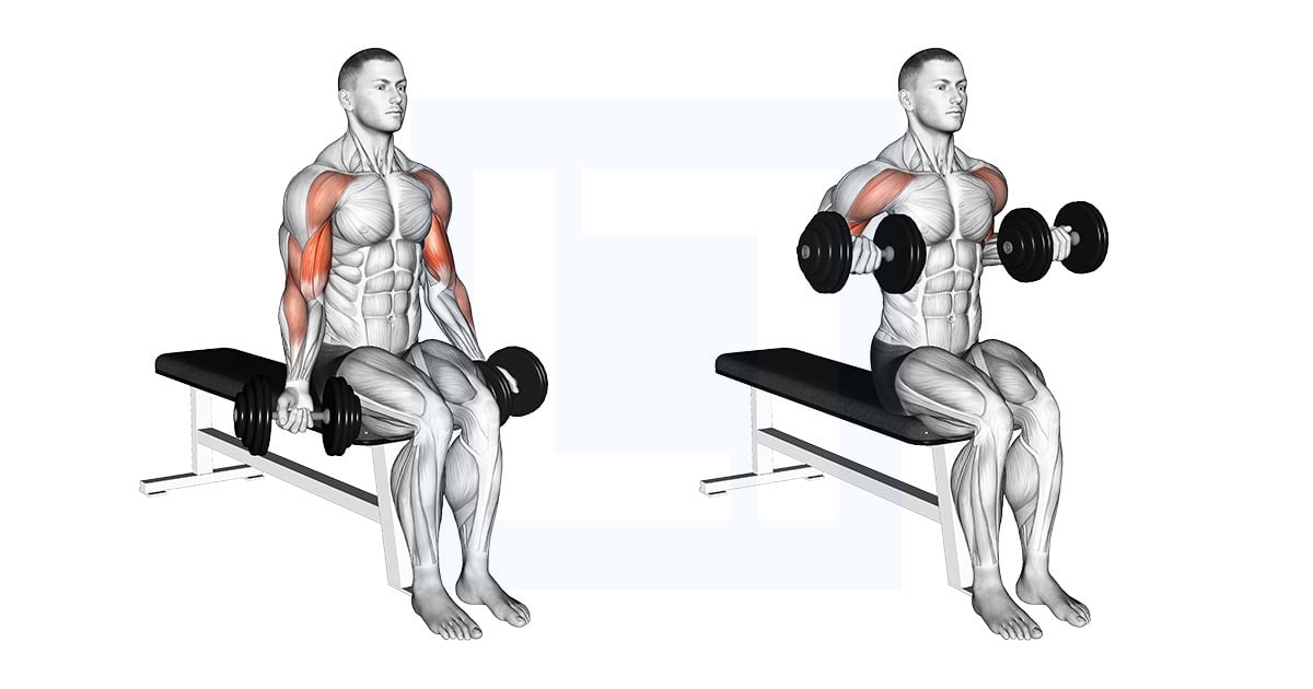 Dumbbell Seated Drag Curl