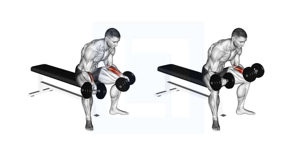 Dumbbell Seated Palms Up Wrist Curl