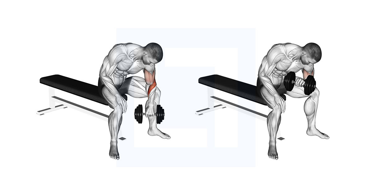 Dumbbell Seated Reverse Grip Concentration Curl
