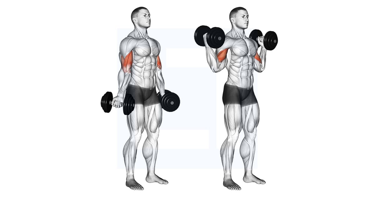 Dumbbell Standing Inner Biceps Curl