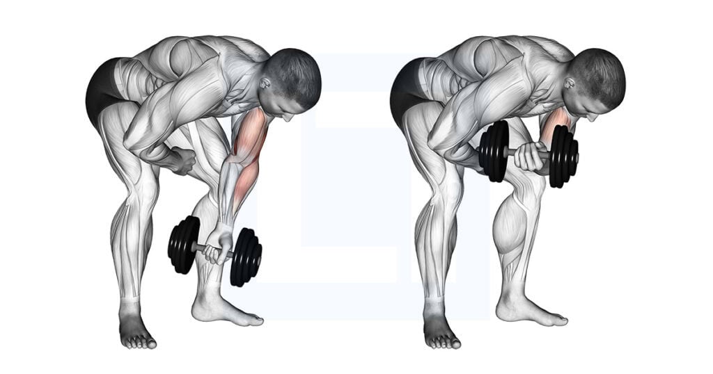 Dumbbell Standing One Arm Concentration Curl