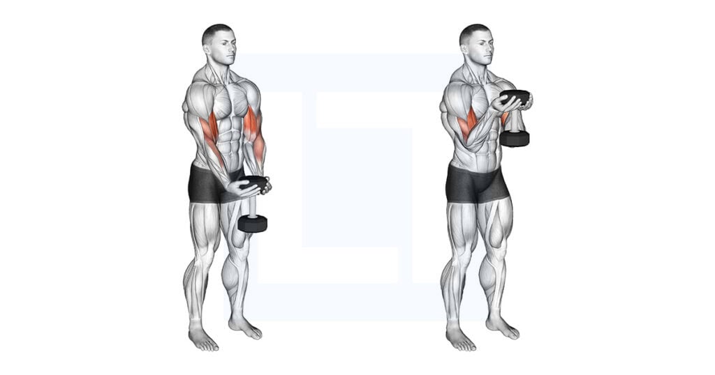 Dumbbell Waiter Biceps Curl