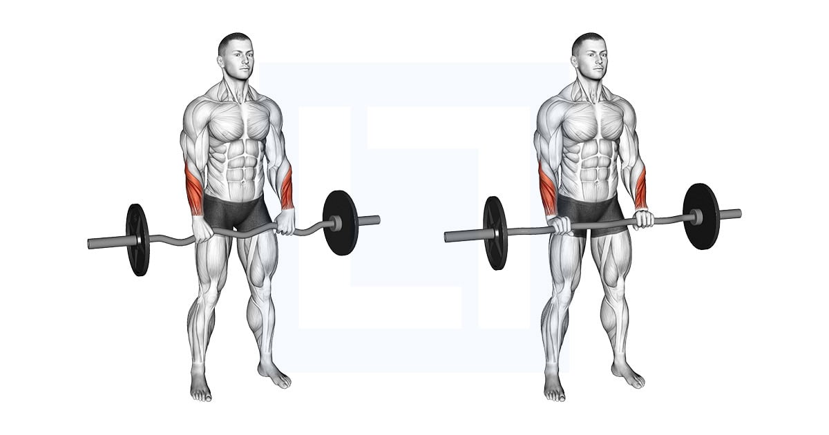 EZ Barbell Standing Wrist Reverse Curl