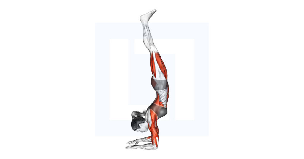 Pincha Mayurasana Forearms Stand Yoga