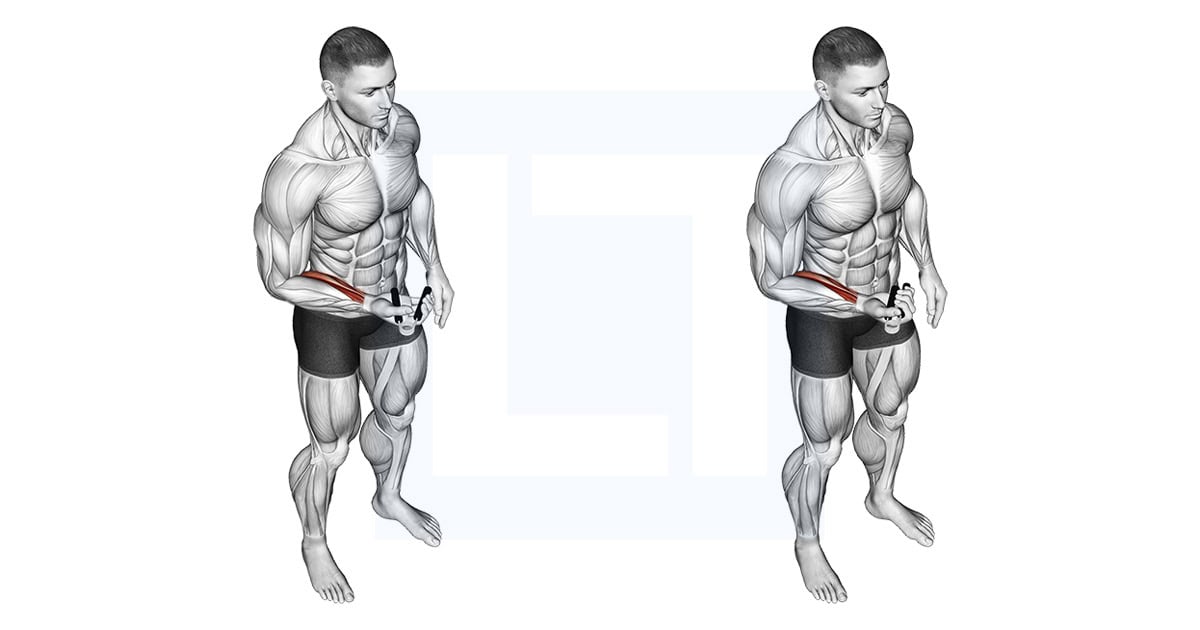 Hand Spring Wrist Curl