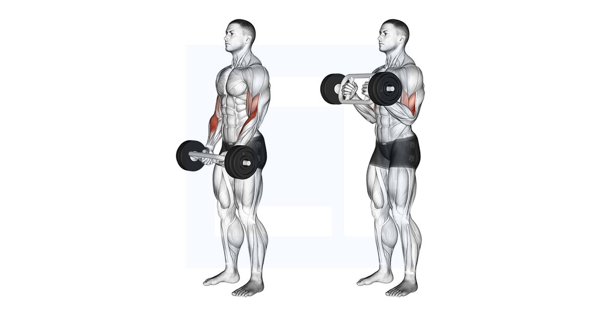 Olympic Barbell Hammer Curl