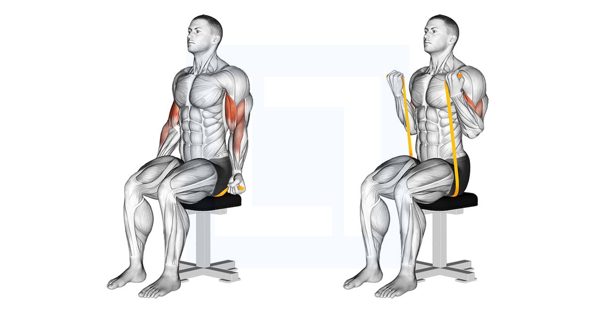 Resistance Band Seated Biceps Curl