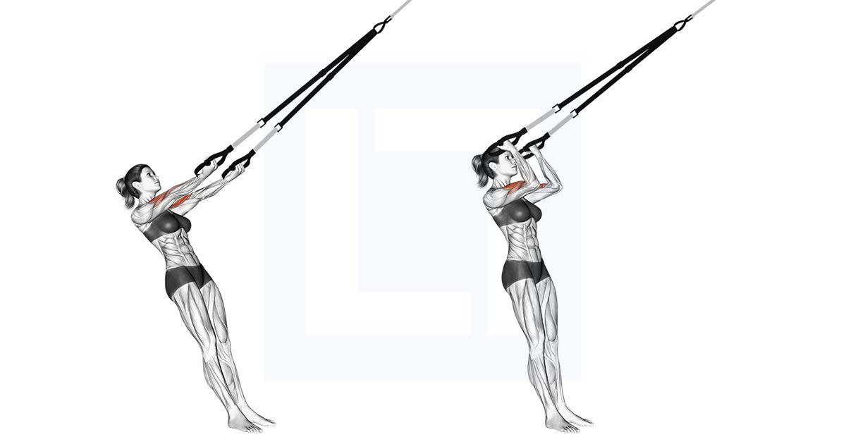 Suspender Arm Curl to Ears