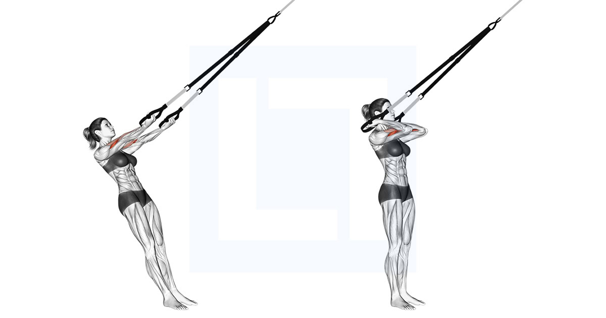 Suspender Arm Curl