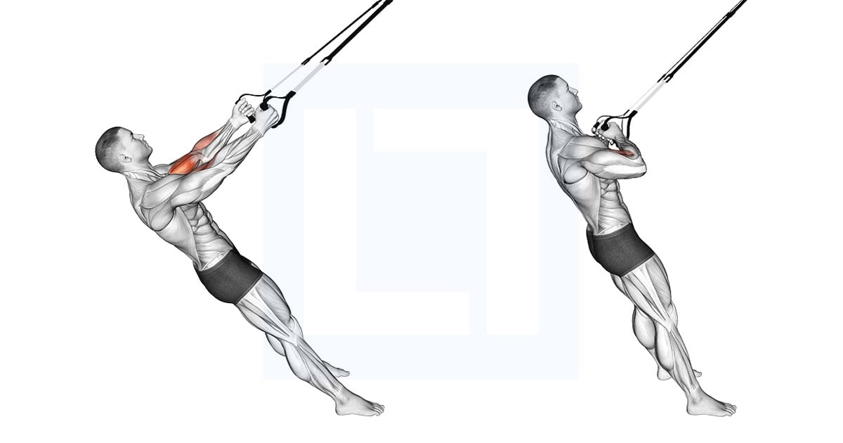 Suspender Biceps Curl
