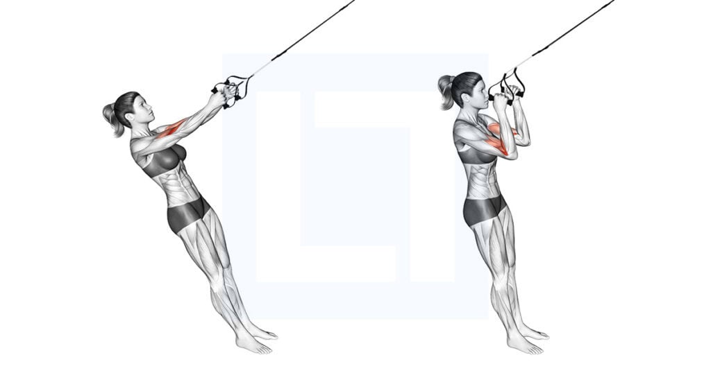 Suspension Hammer Curl